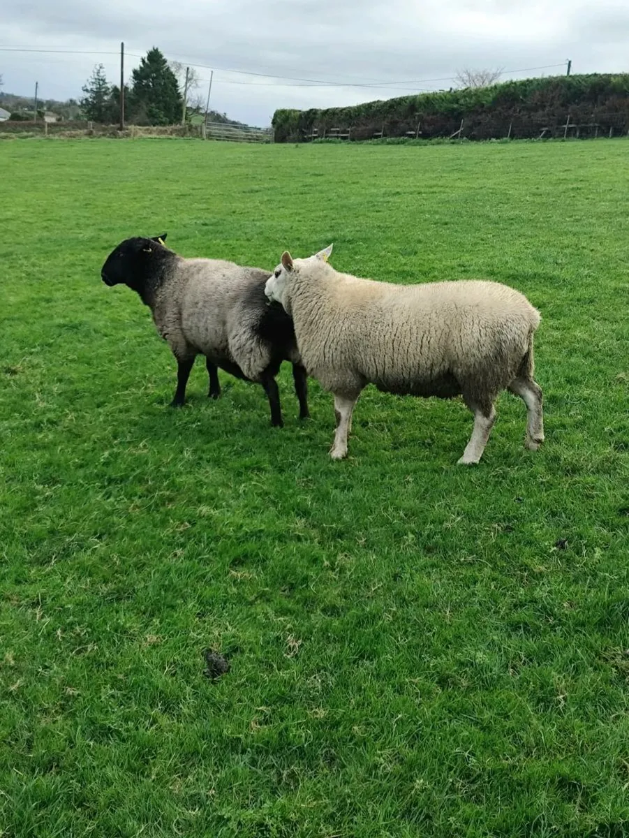 Rams - Texel+ Suffolk - Image 2