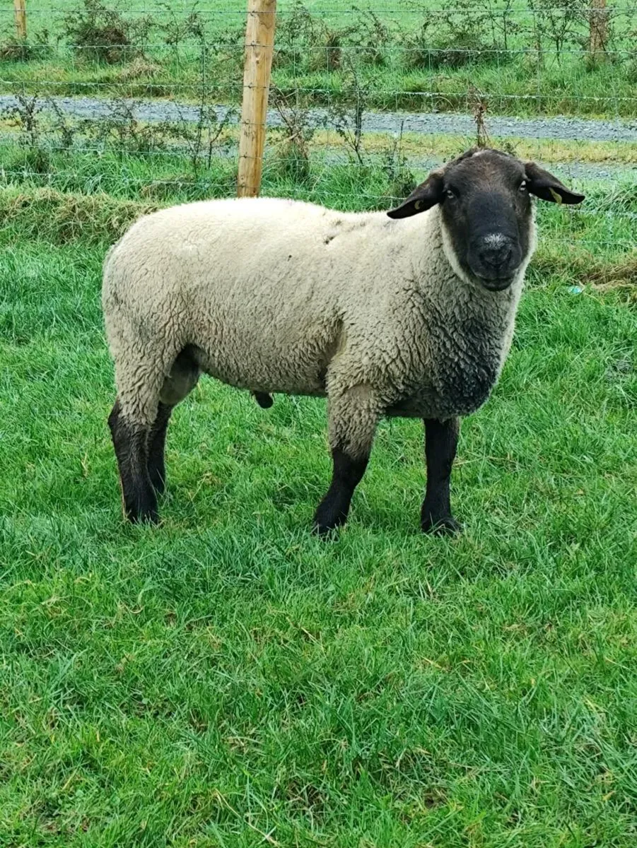 Rams - Texel+ Suffolk - Image 3