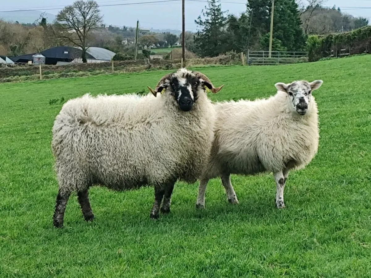 Rams - Texel+ Suffolk - Image 4