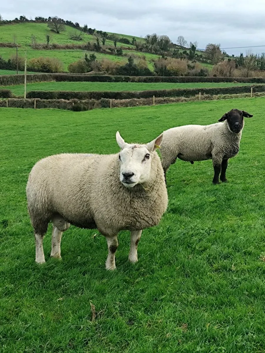 Rams - Texel+ Suffolk - Image 1