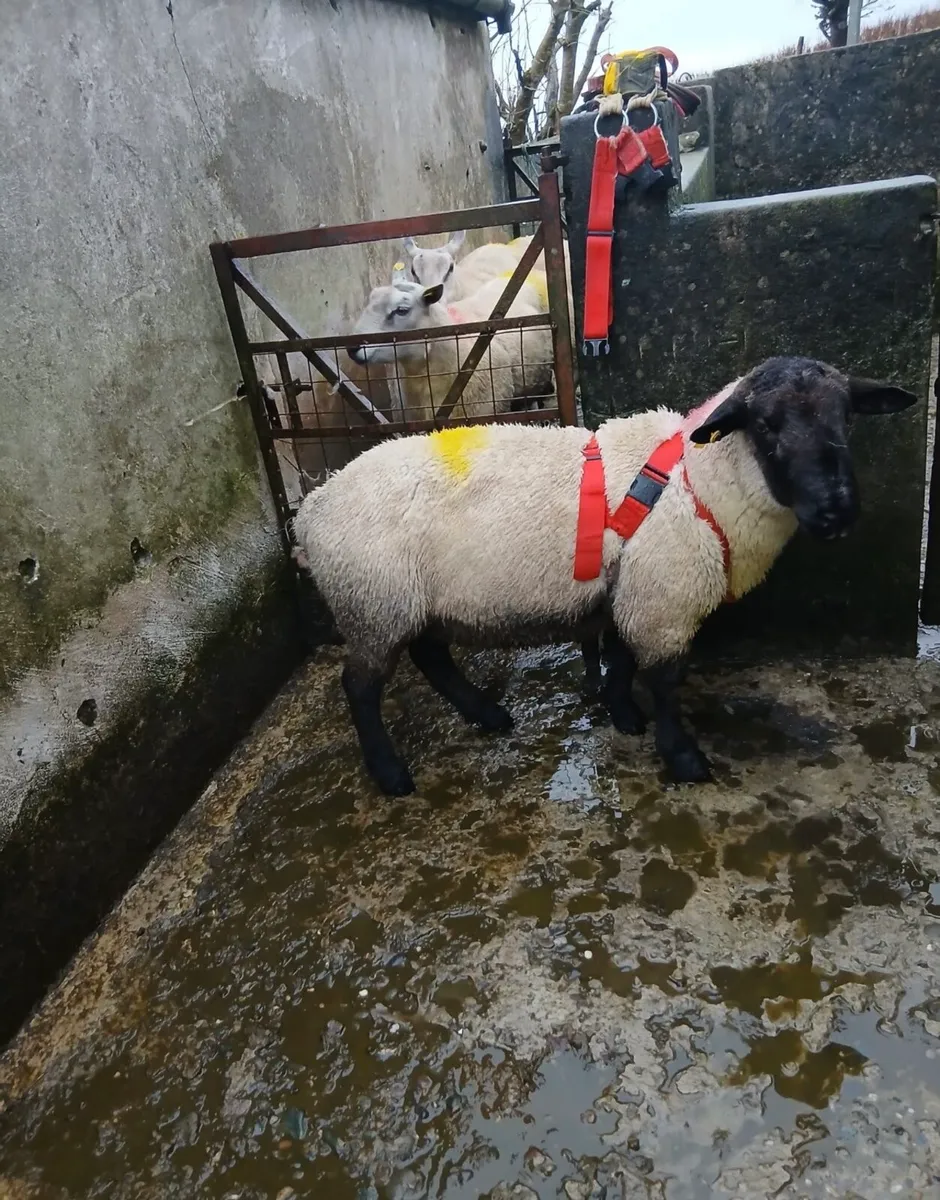 Suffolk Ram - Image 1