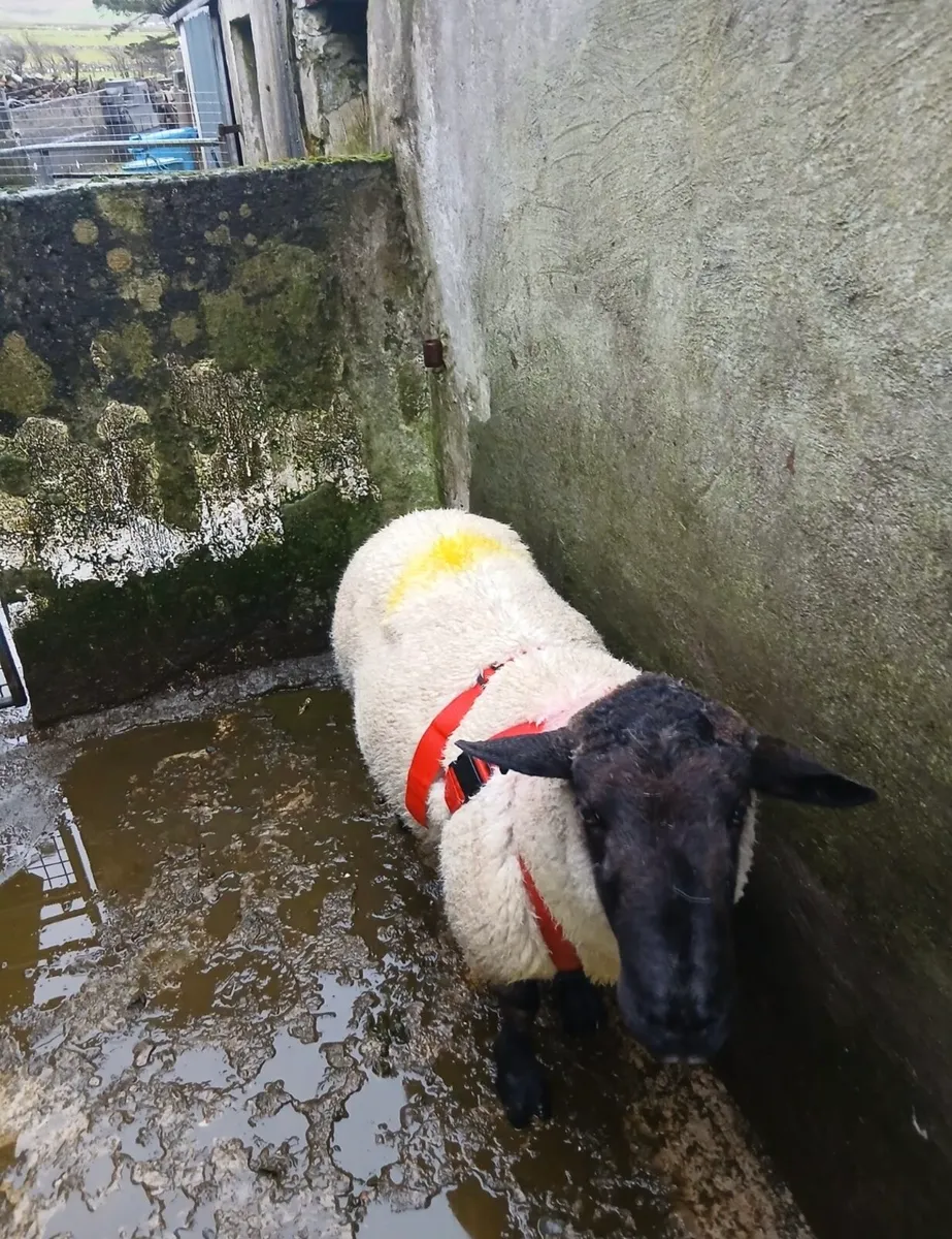 Suffolk Ram - Image 2