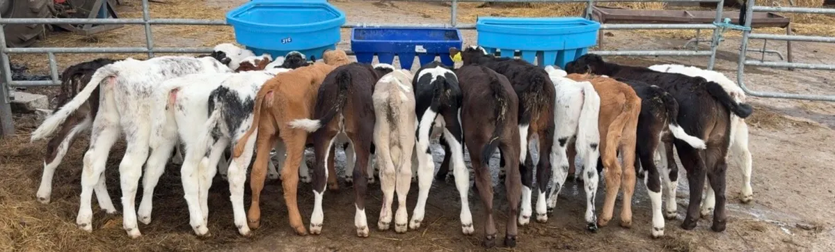 Large selection of Autumn suck calves available - Image 1