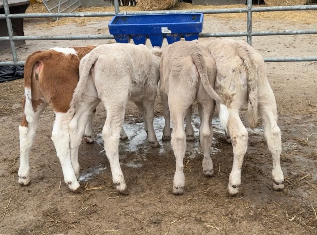 Large selection of Autumn suck calves available - Image 2