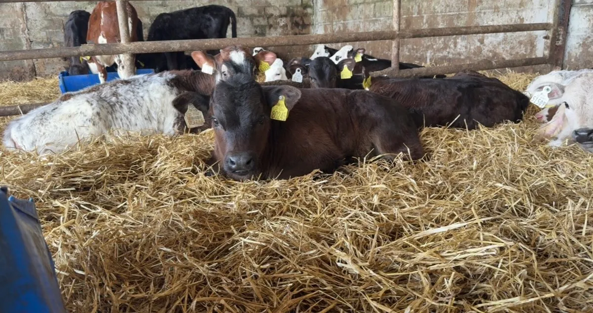 Large selection of Autumn suck calves available - Image 3