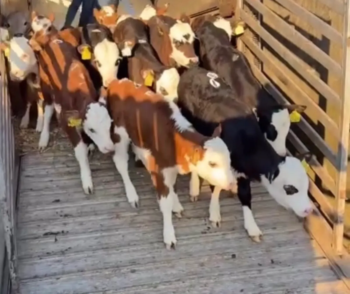 Large selection of Autumn suck calves available - Image 4