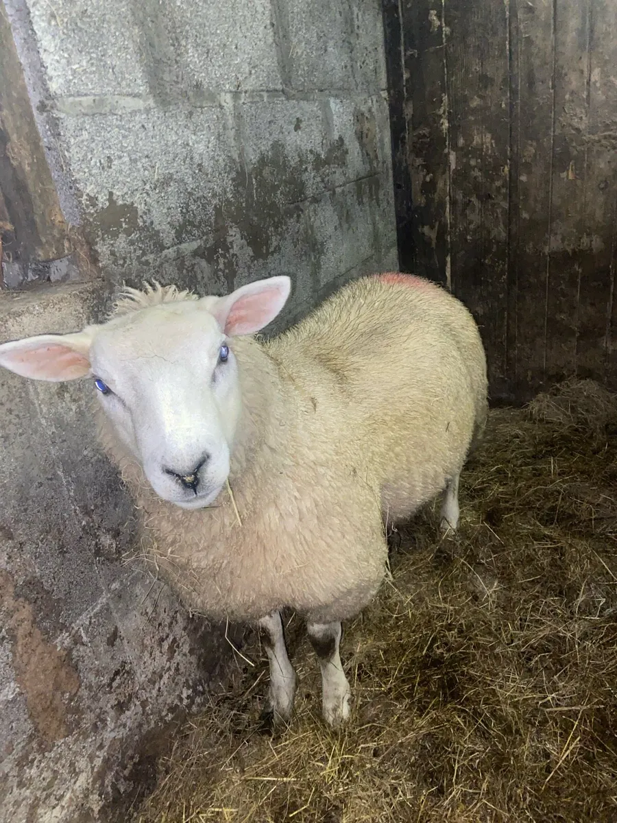 Texel crossed Cheviot ram lamb - Image 1