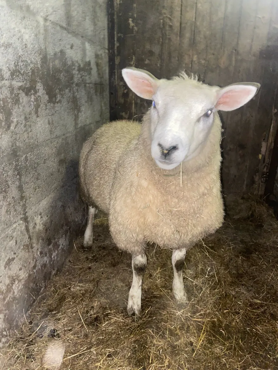 Texel crossed Cheviot ram lamb - Image 2