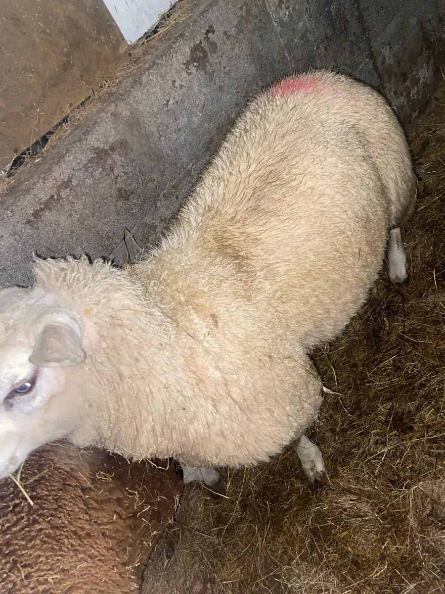 Texel crossed Cheviot ram lamb - Image 3