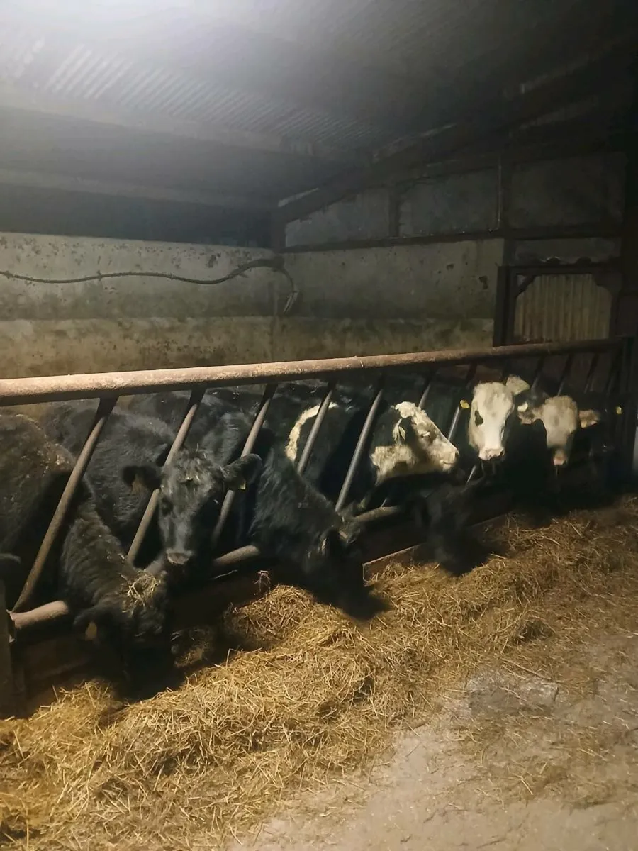 Weanling heifers - Image 1