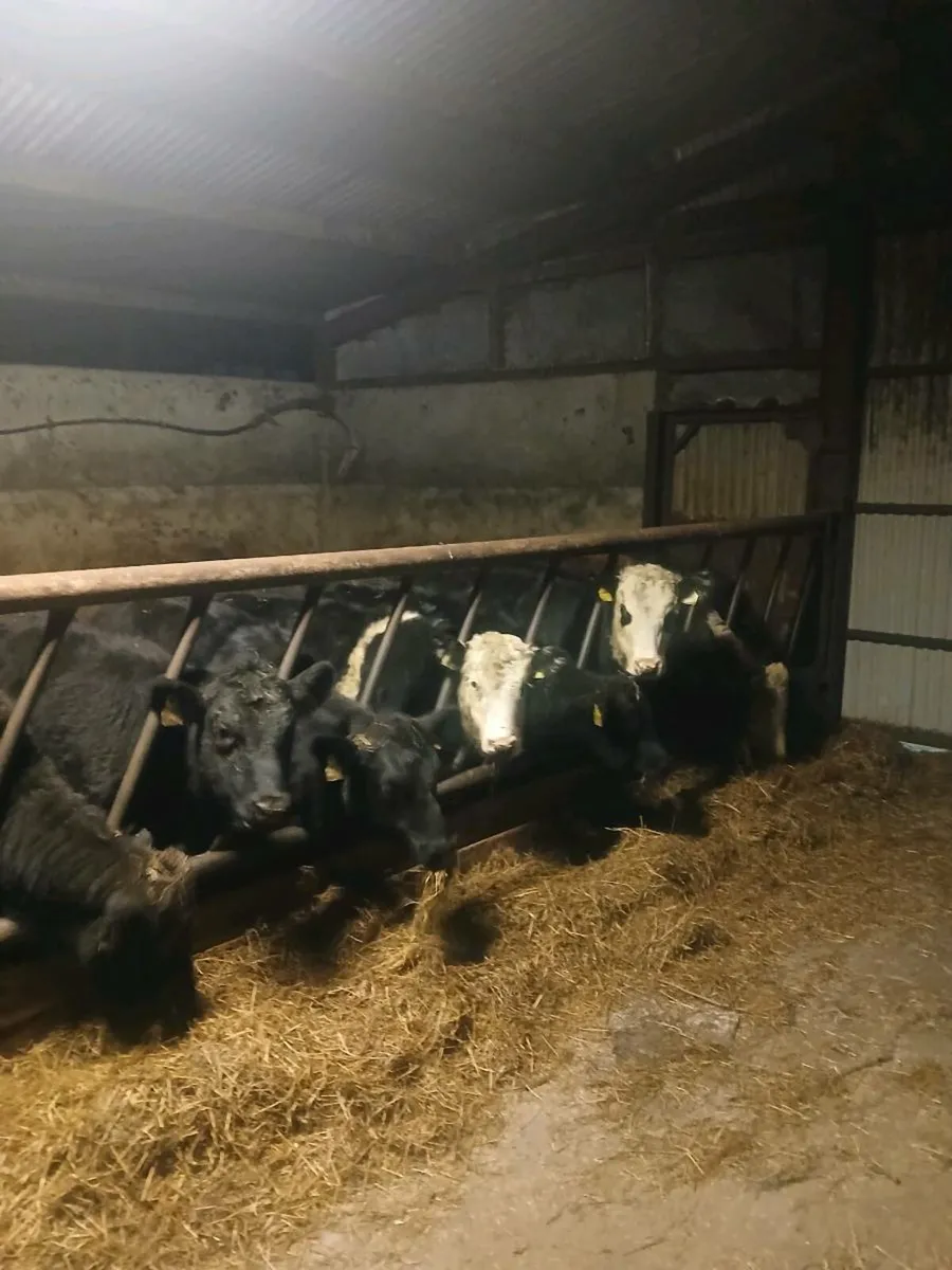 Weanling heifers - Image 2