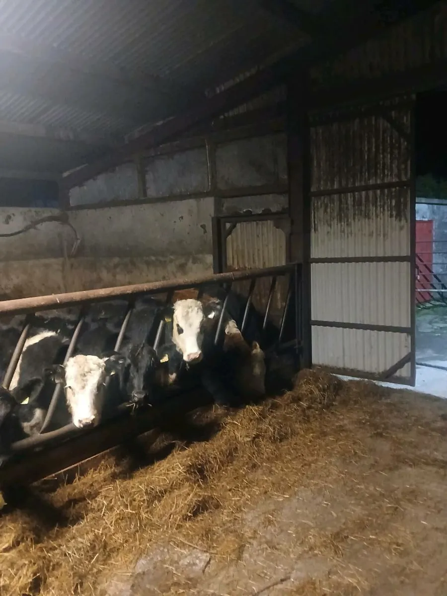 Weanling heifers - Image 3