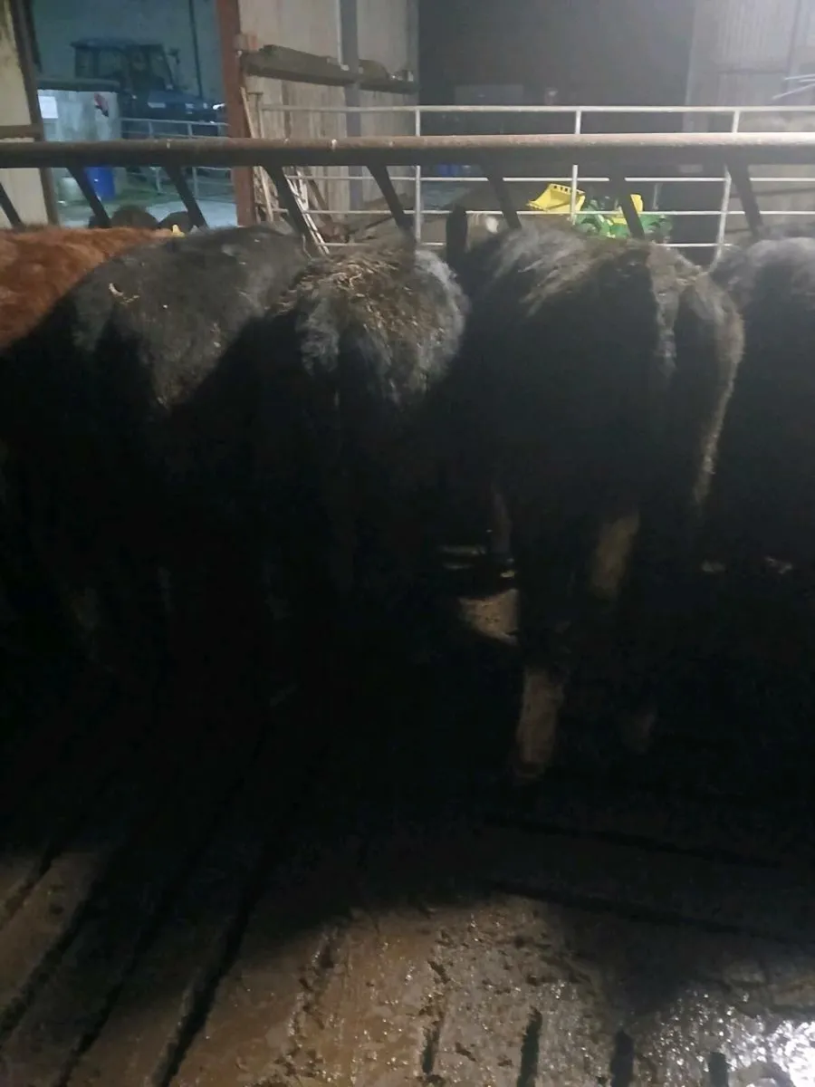 Weanling heifers - Image 4