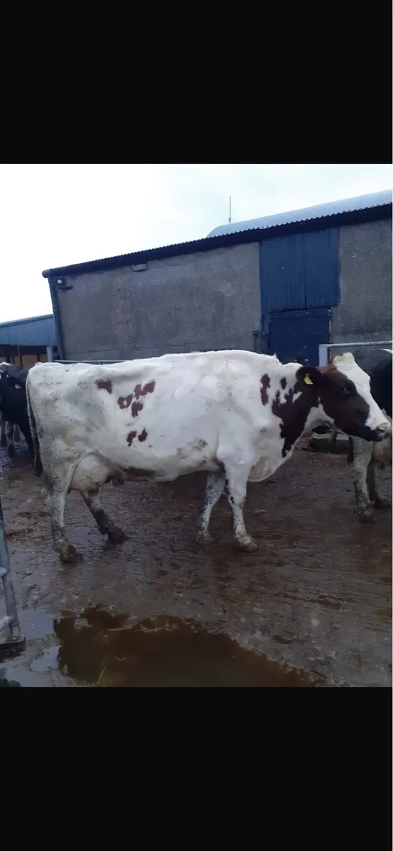 3 FRESHLY CALVED COWS - Image 1