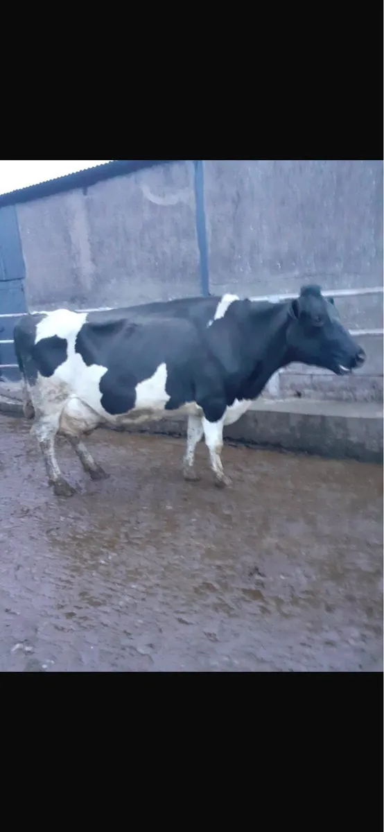 3 FRESHLY CALVED COWS - Image 2
