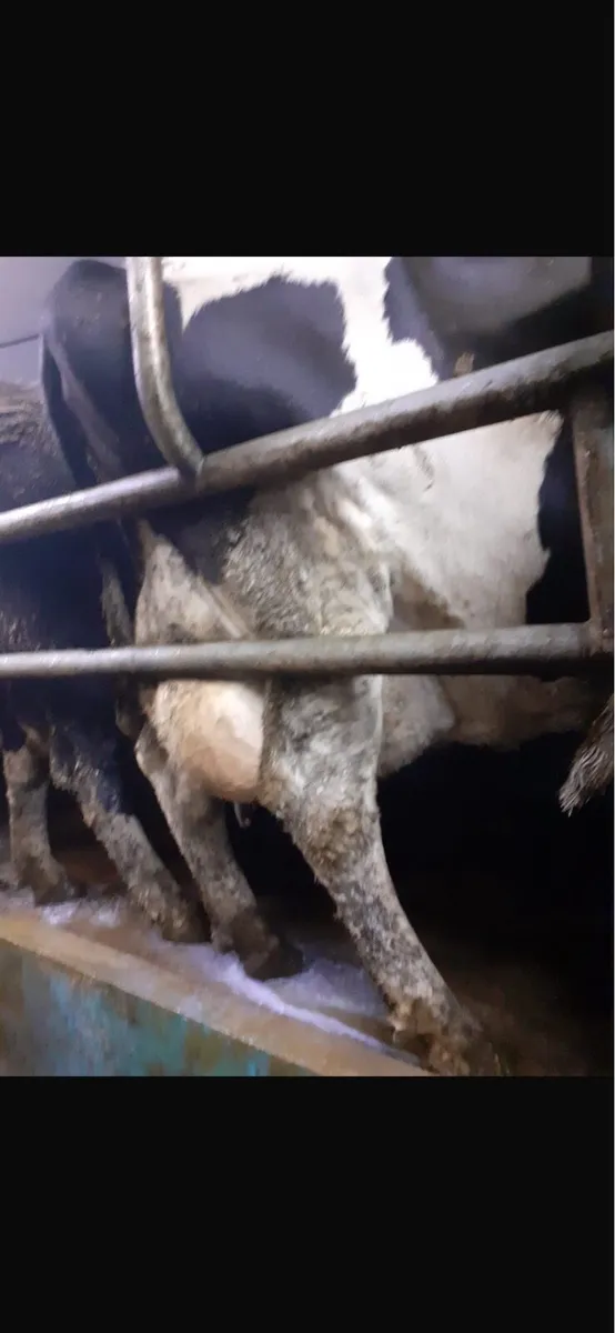 3 FRESHLY CALVED COWS - Image 3