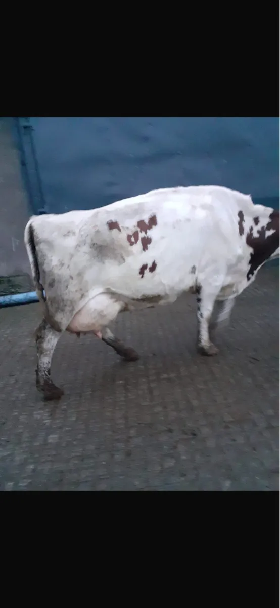 3 FRESHLY CALVED COWS - Image 4