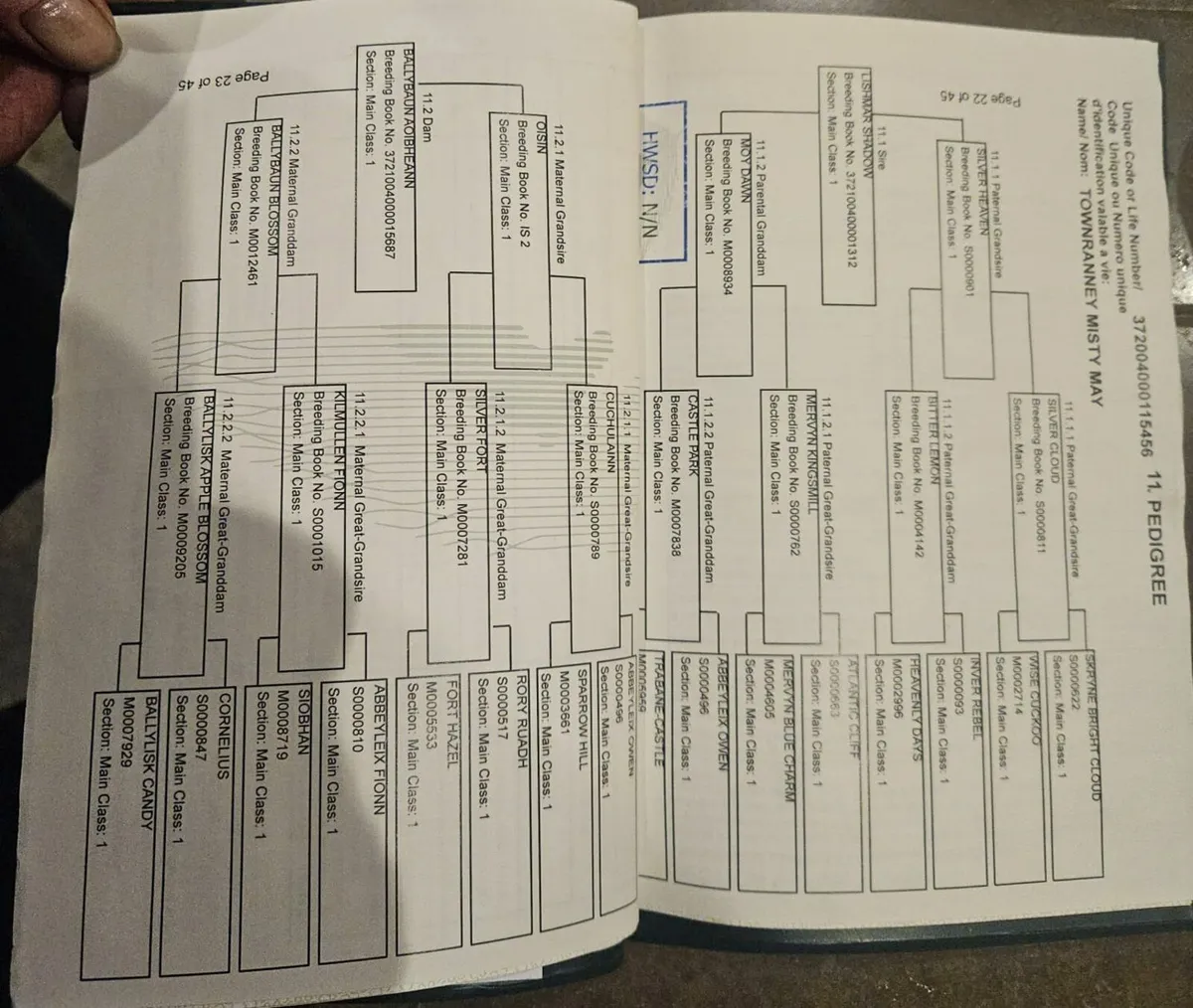 Bay 3yr old Connemara Filly - Image 1