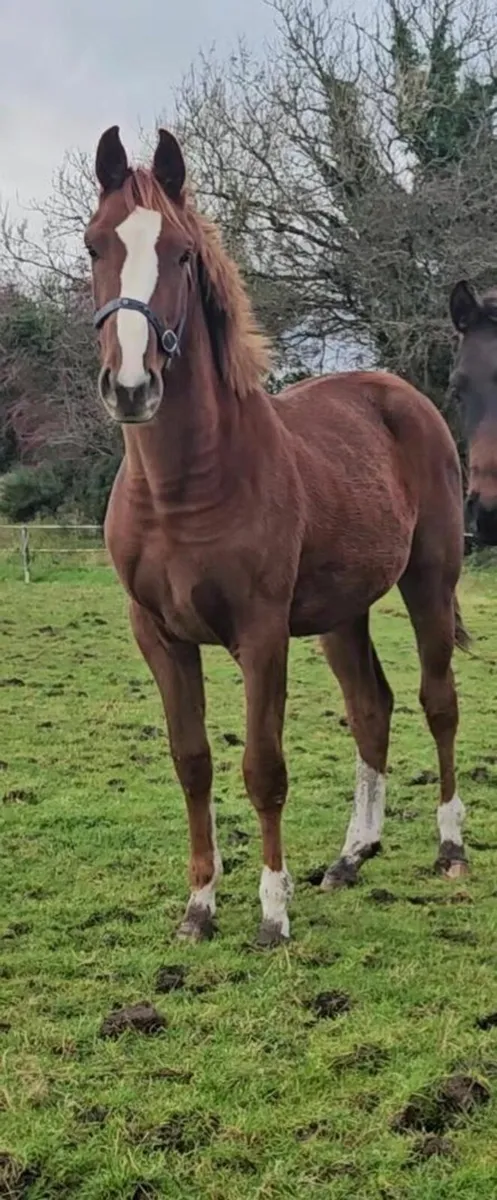 Quality Foal and Yearling - Image 2