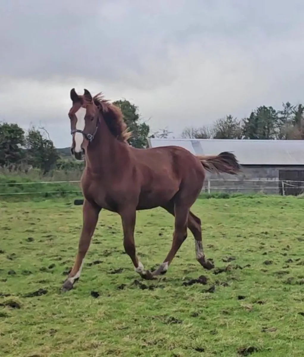 Quality Foal and Yearling - Image 1