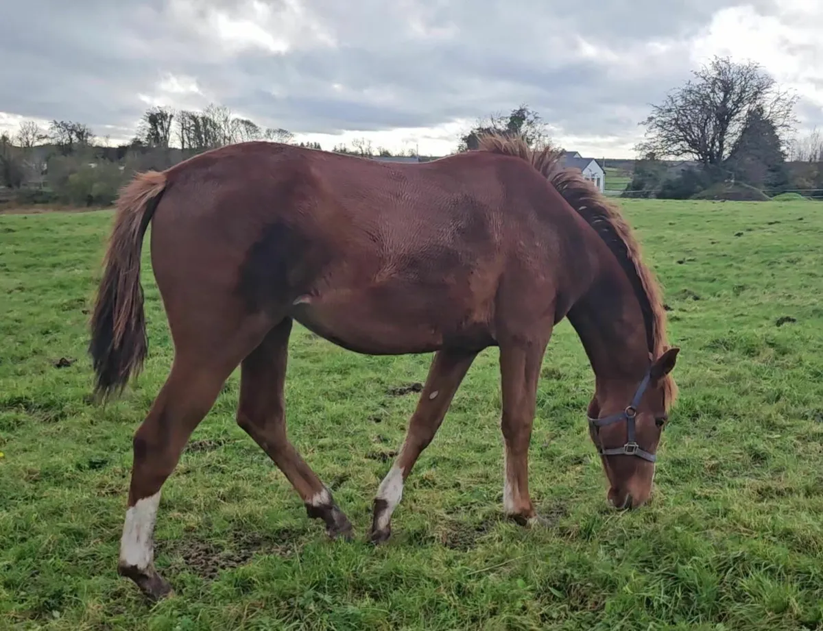 Quality Foal and Yearling - Image 3