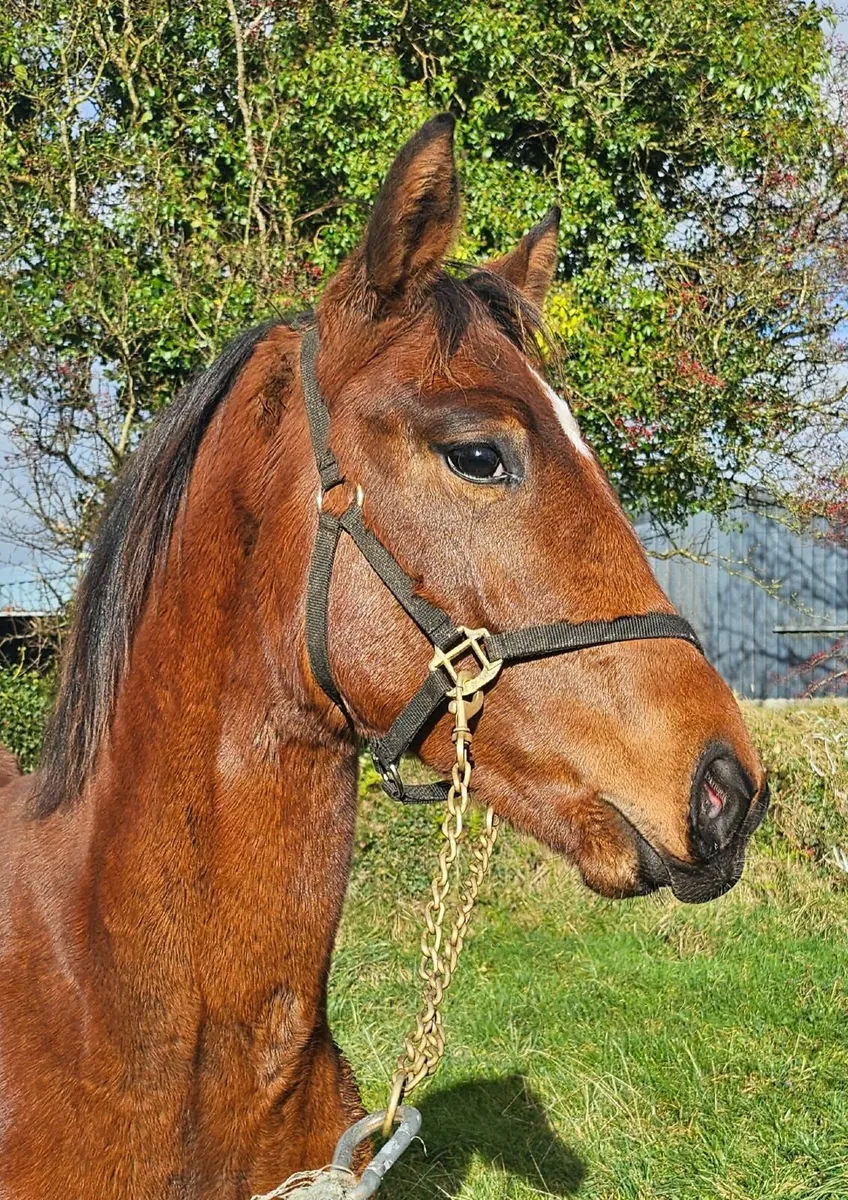 Quality Foal and Yearling - Image 4