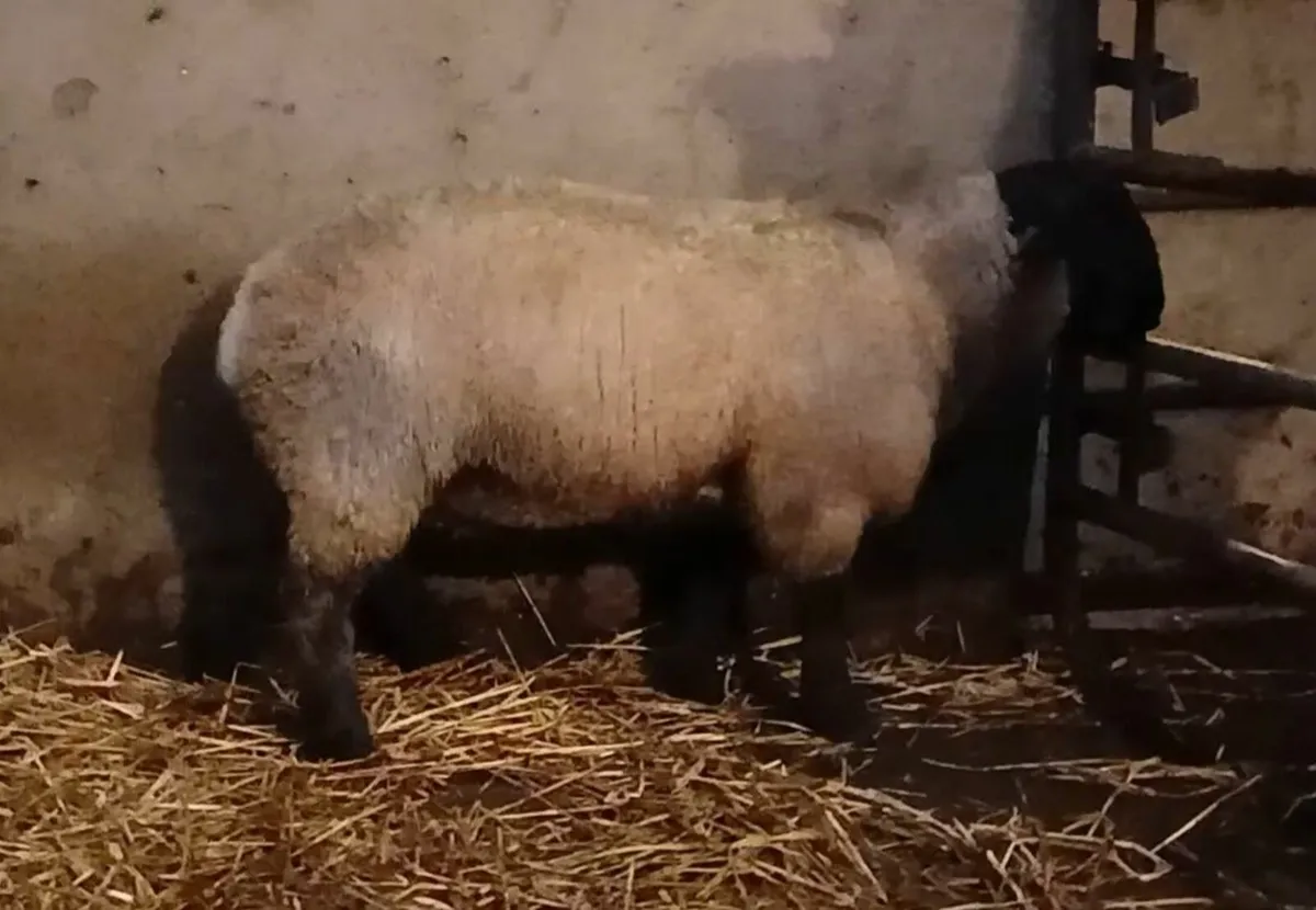 Suffolk ram lamb - Image 3