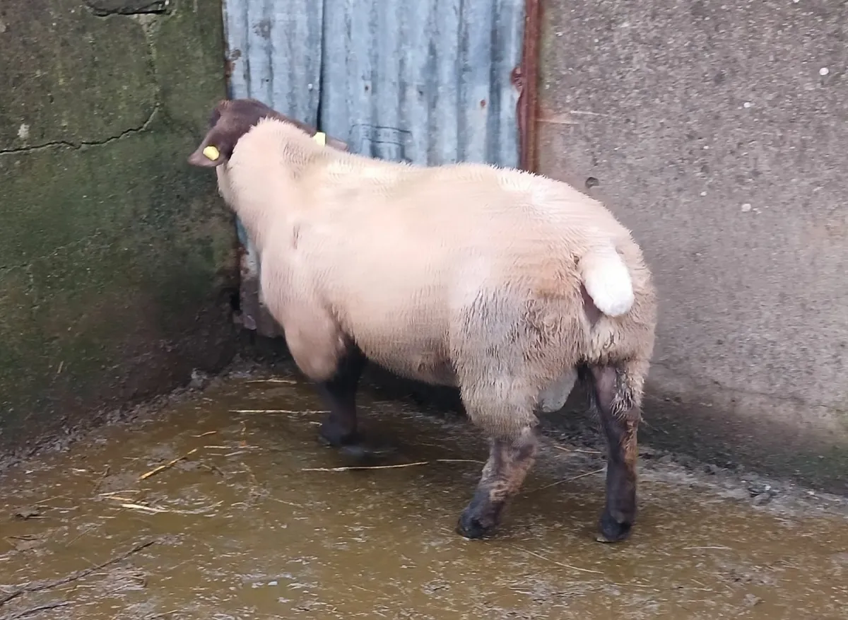 Suffolk ram lamb - Image 4