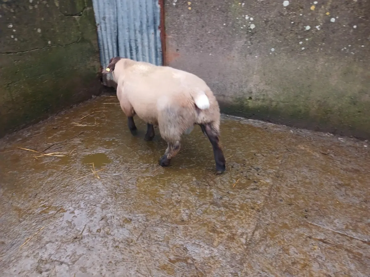 Suffolk ram lamb - Image 1