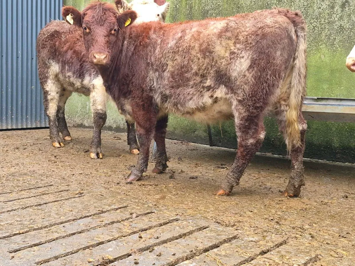 3 Super Shorthorn Heifers - Image 1