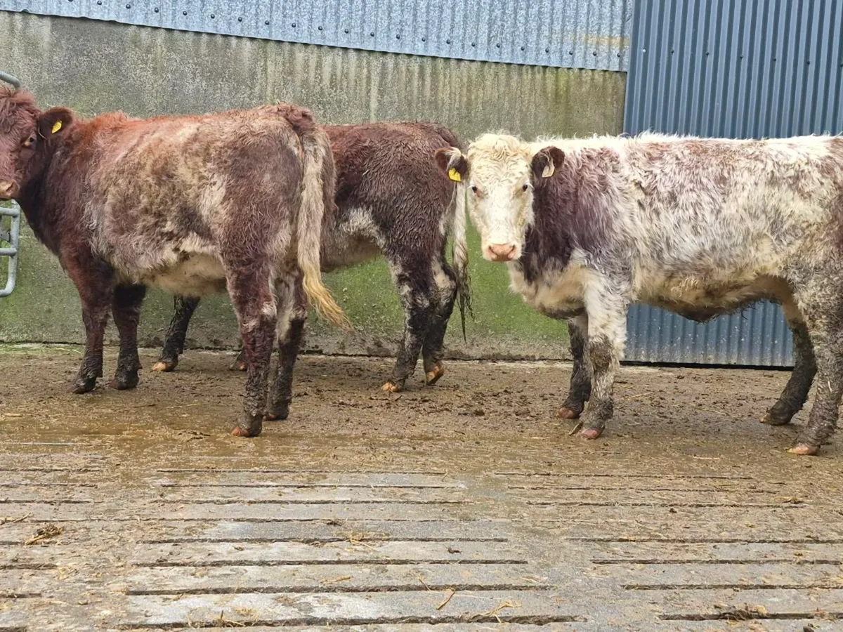 3 Super Shorthorn Heifers - Image 2