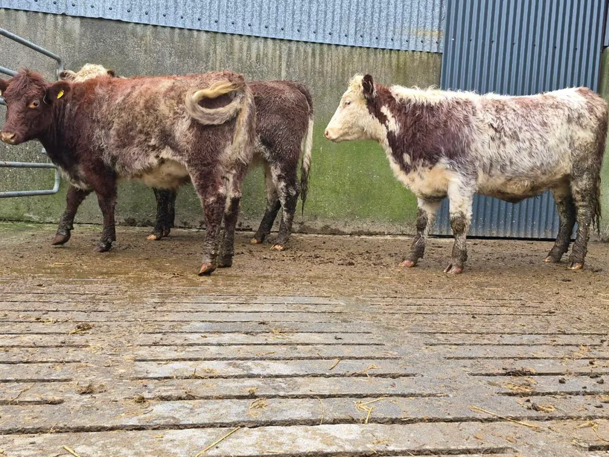 3 Super Shorthorn Heifers - Image 3