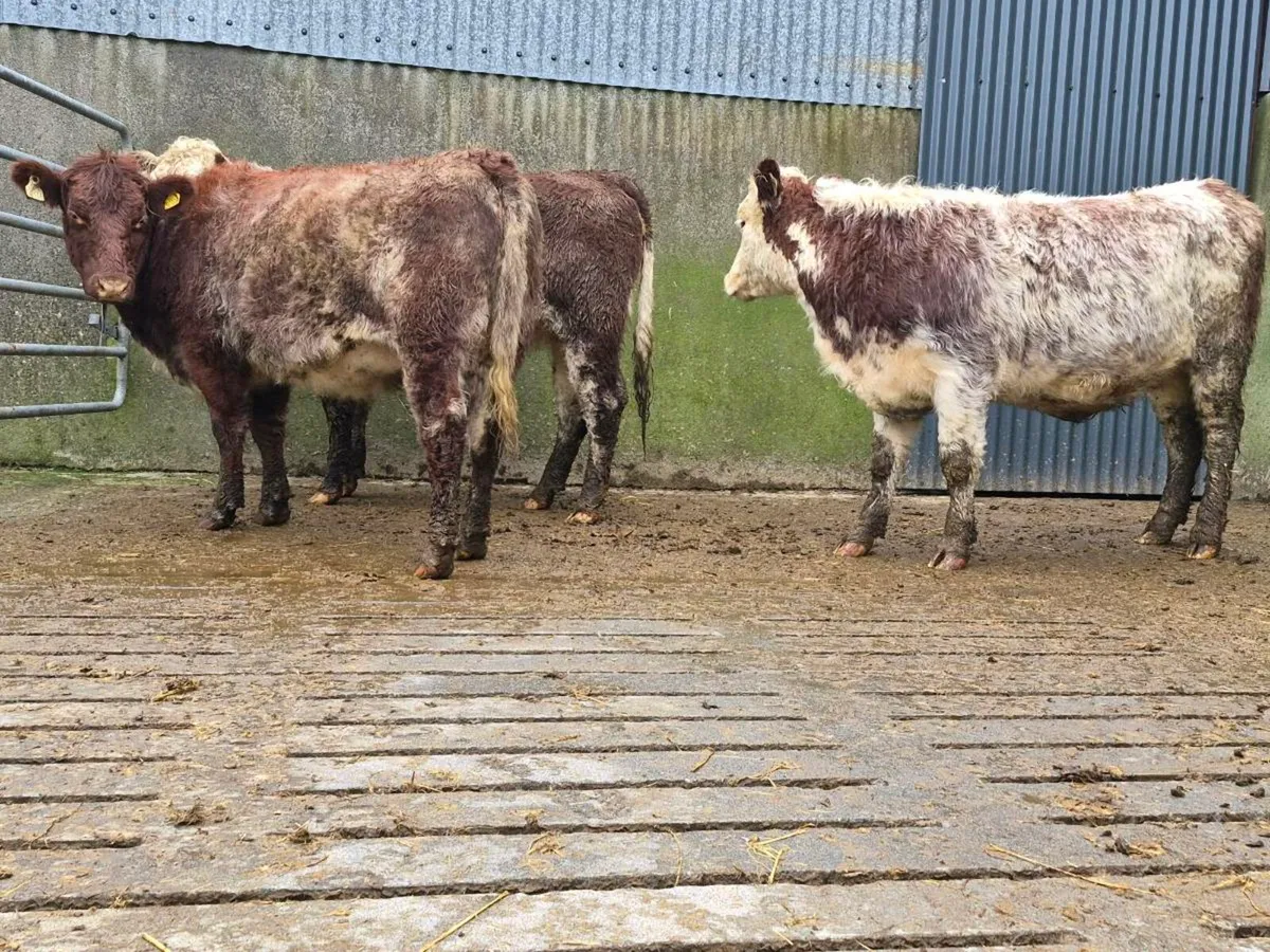 3 Super Shorthorn Heifers - Image 4