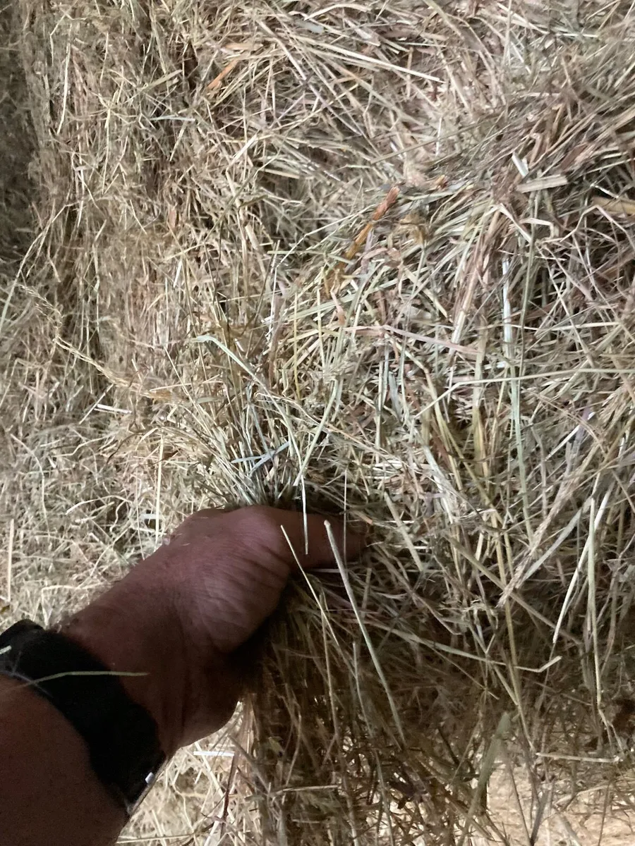 Hay - Image 1