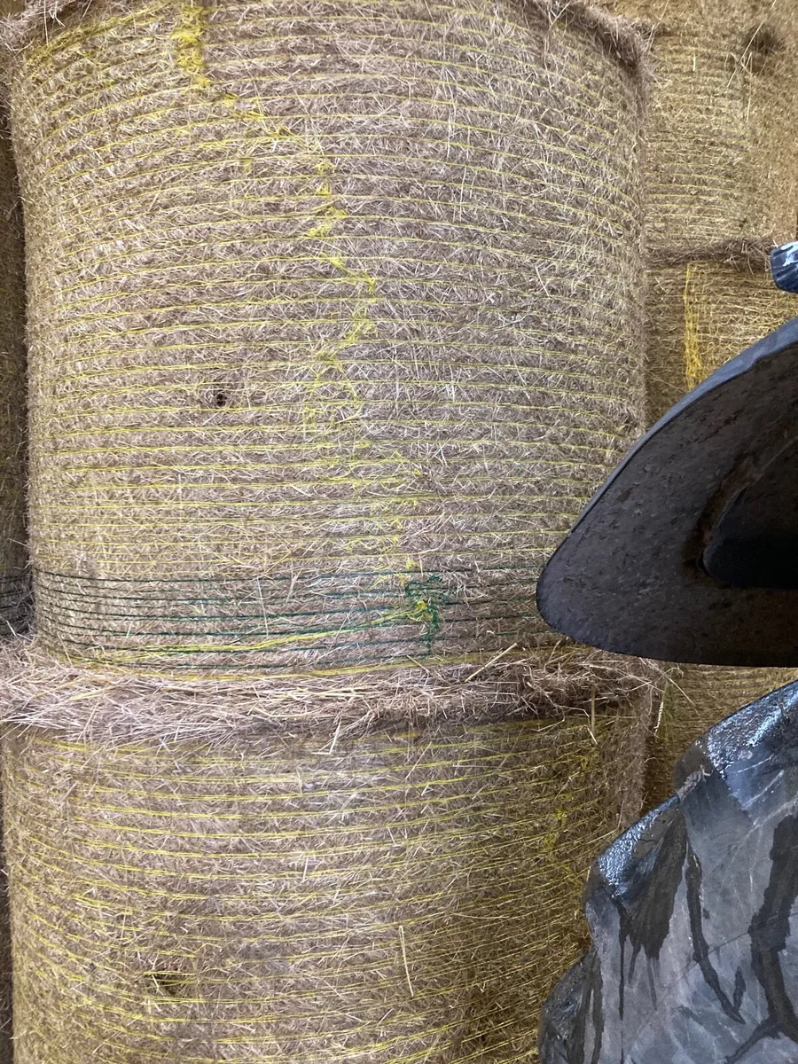 Hay - Image 3