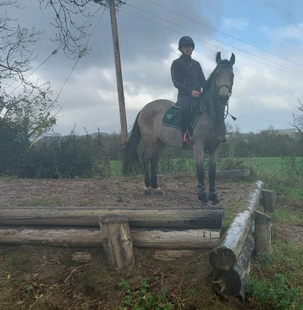 Potential top track pony - Image 1