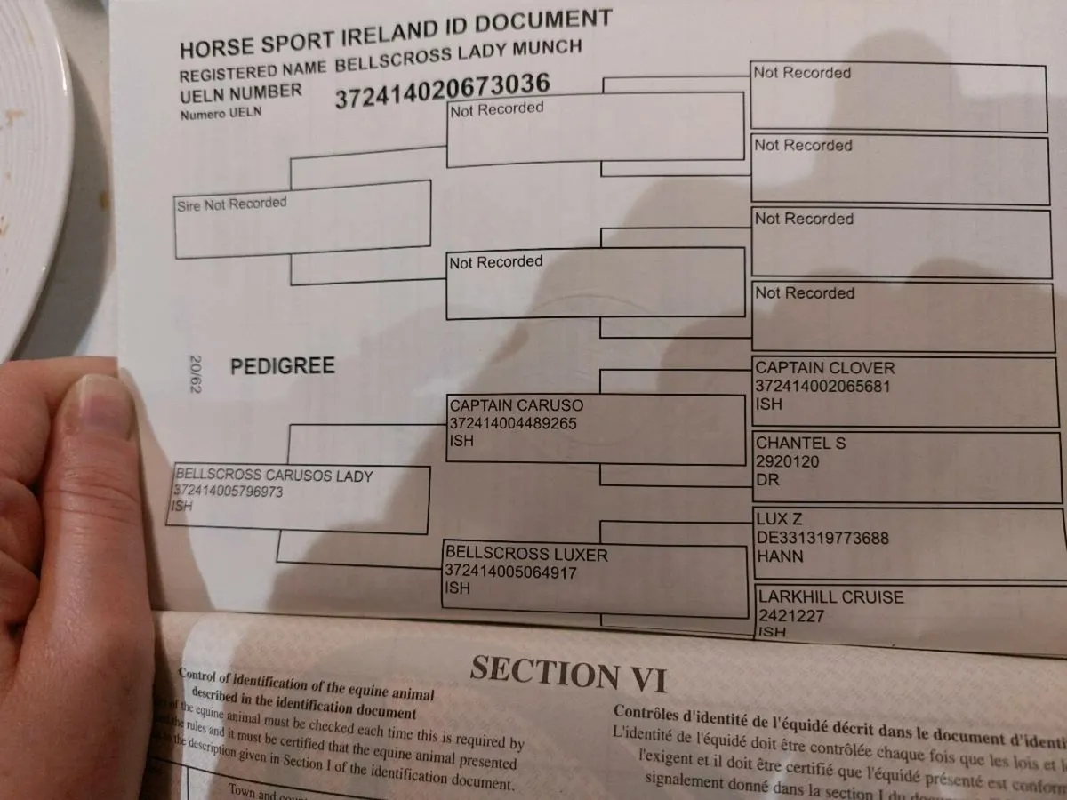 Potential top track pony - Image 2