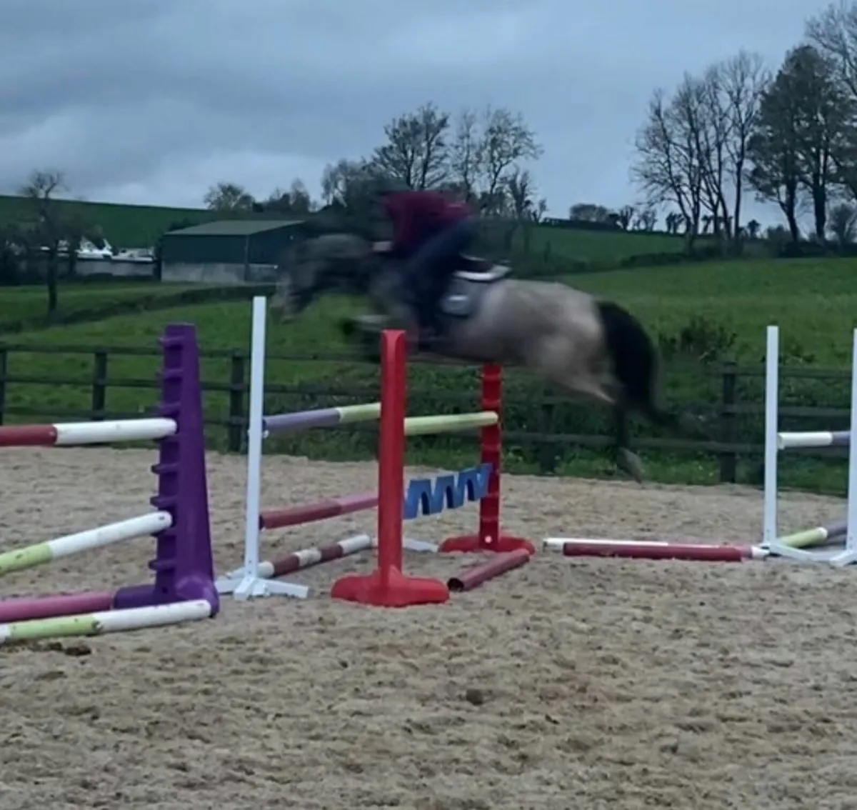 Potential top track pony - Image 3