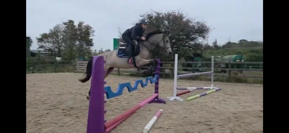 Potential top track pony - Image 4