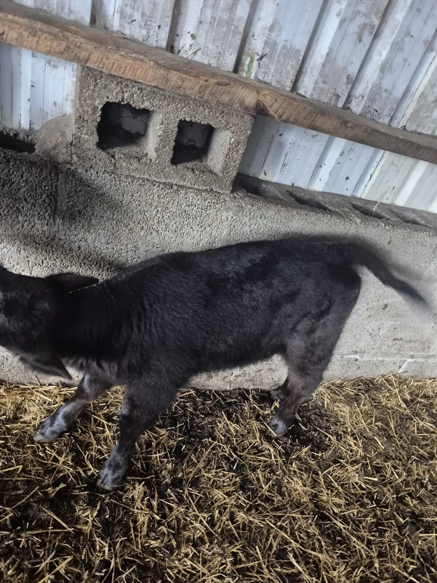 Angus bull calf - Image 2