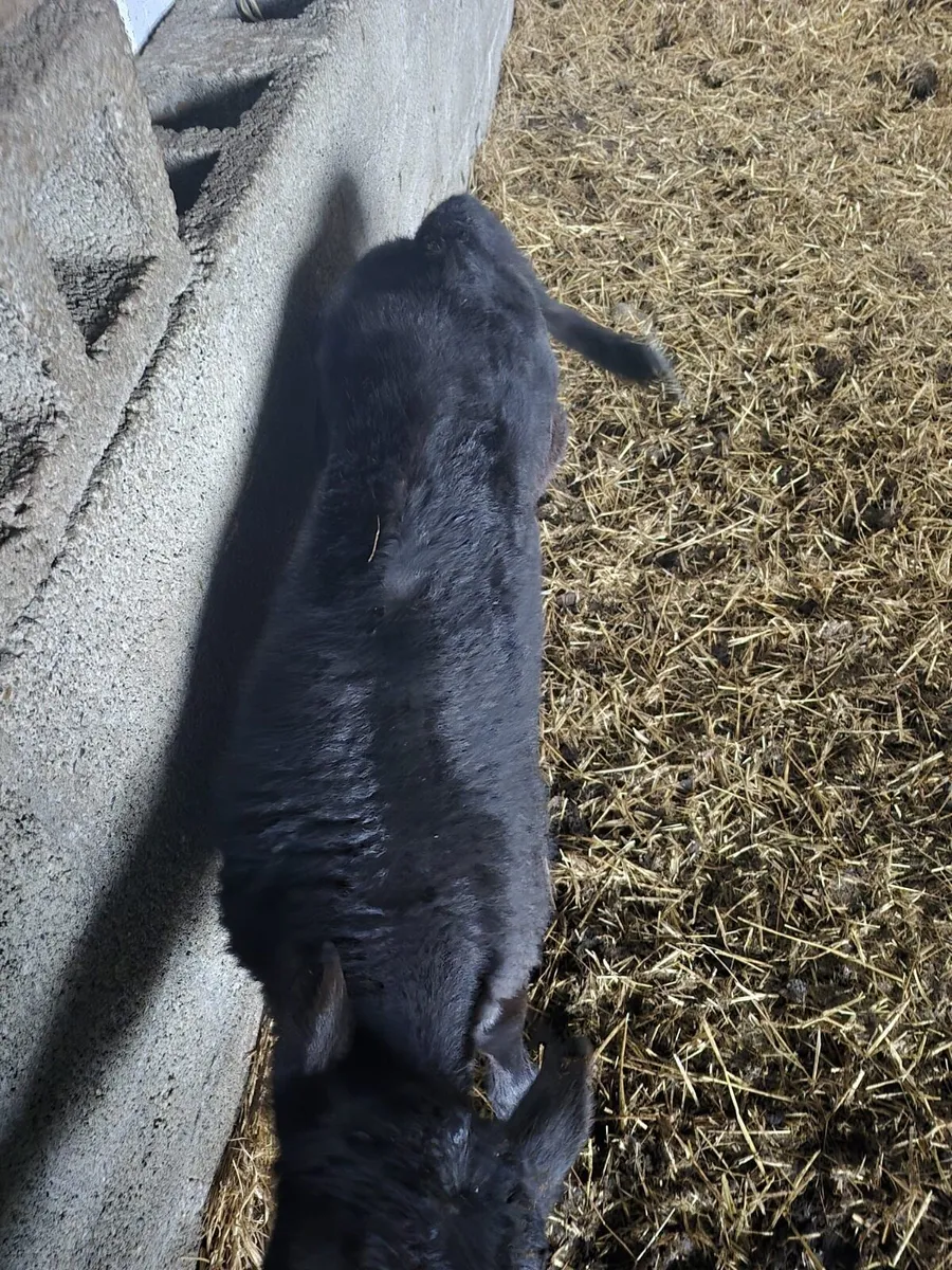 Angus bull calf - Image 3