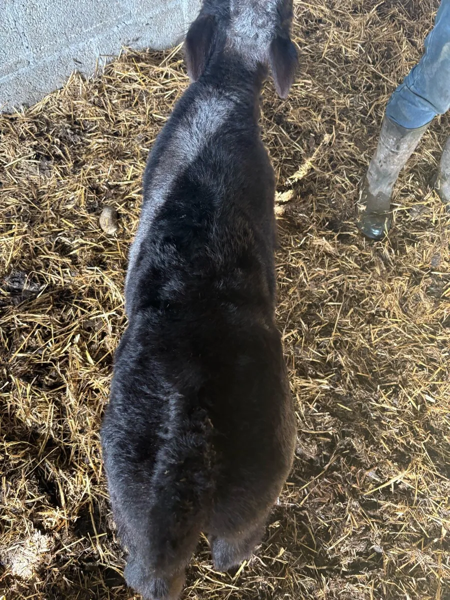 Angus bull calf - Image 1