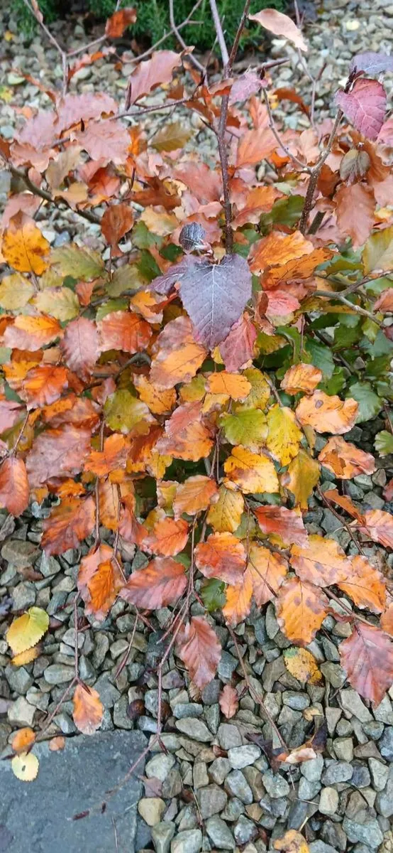 Copper beech sapplings wanteed