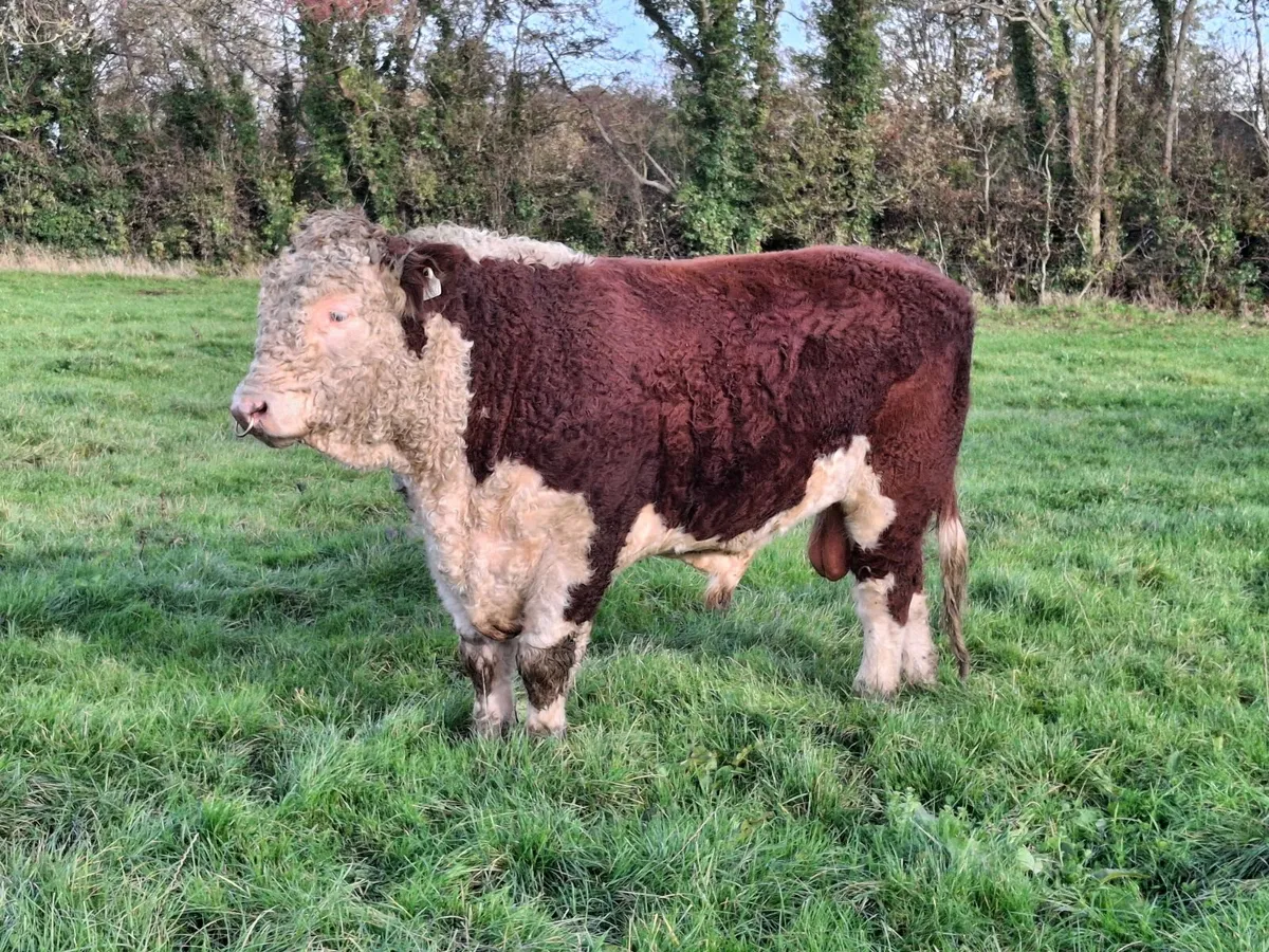 PBR Hereford bull - Image 1