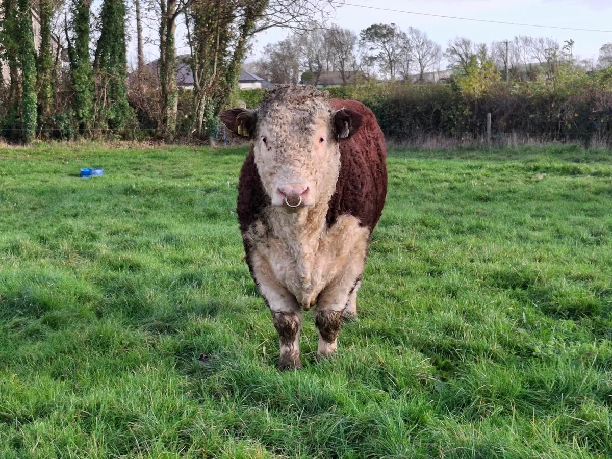 PBR Hereford bull - Image 2