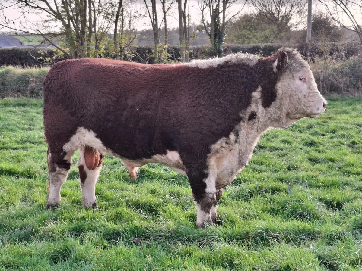 PBR Hereford bull - Image 3