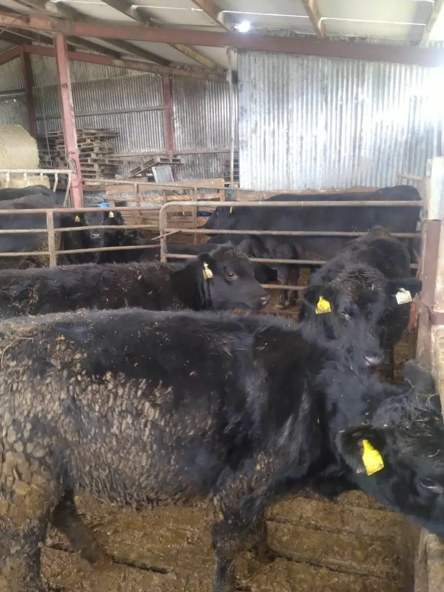 Purebred AA heifers - Image 2