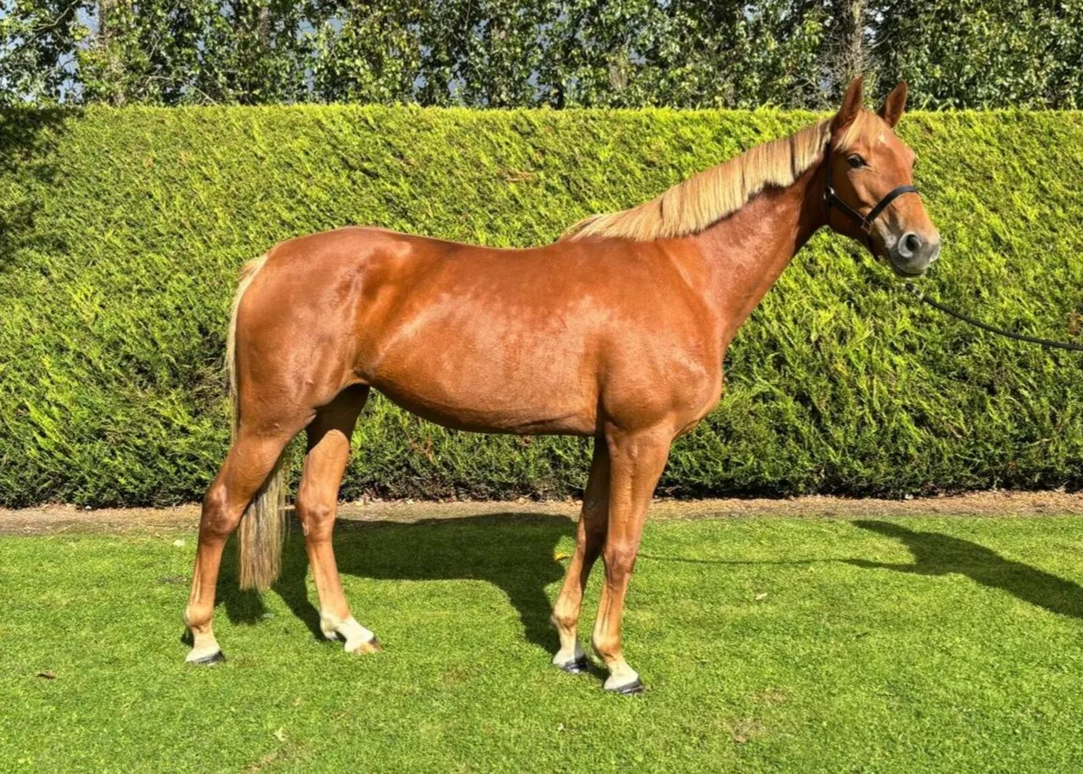 Stunning Tyson broodmare