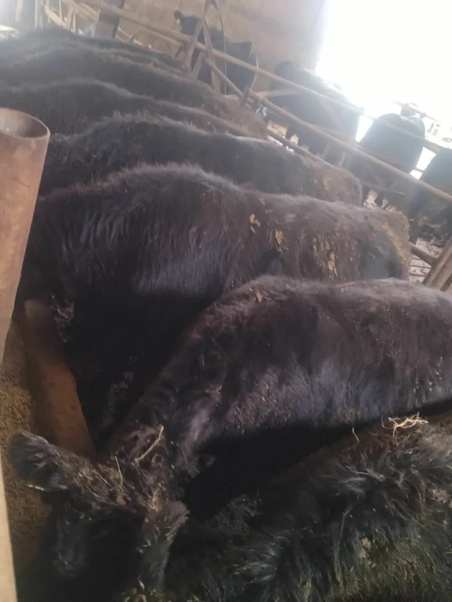 Purebred AA heifers - Image 3