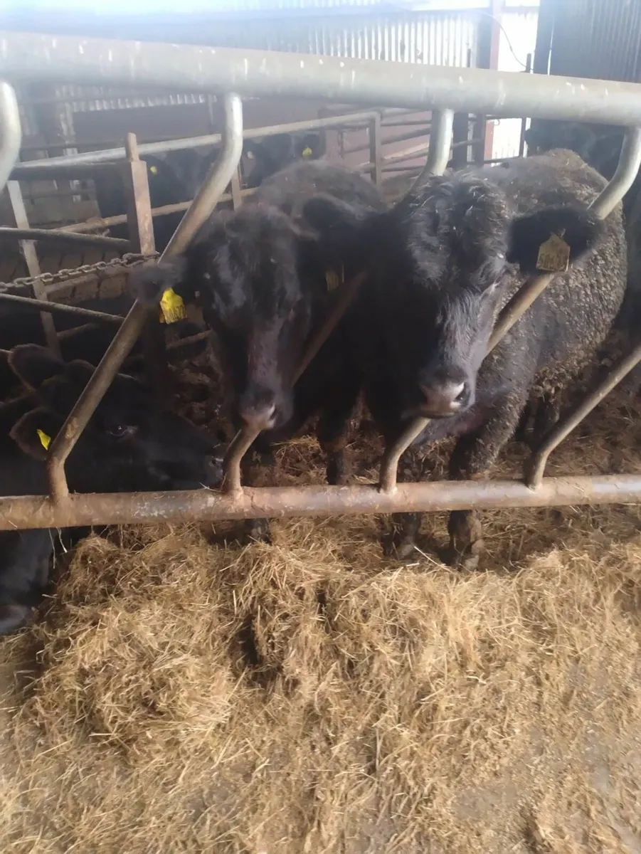 Purebred AA heifers - Image 4